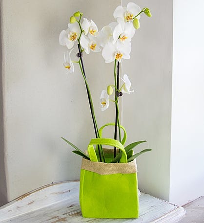 White Orchid Gift Bag Bouquet